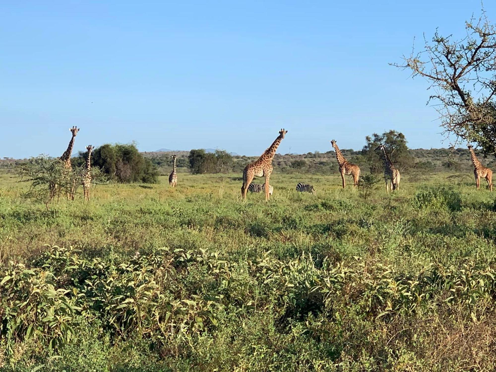 Amboseli Discovery Camp Exterior foto